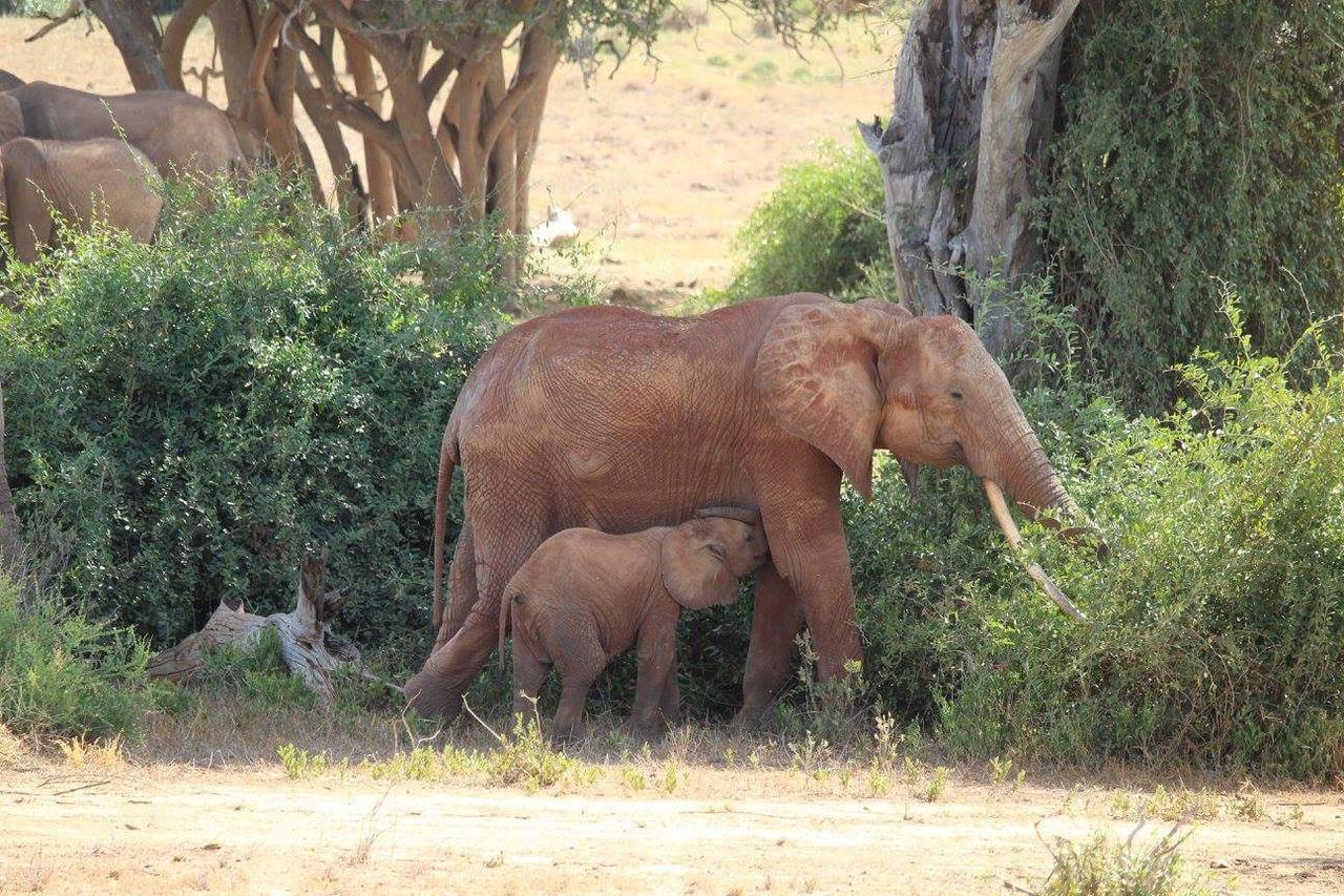Nyumba Ya Afrika Panzió Watamu Kültér fotó