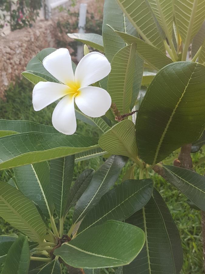 Nyumba Ya Afrika Panzió Watamu Kültér fotó