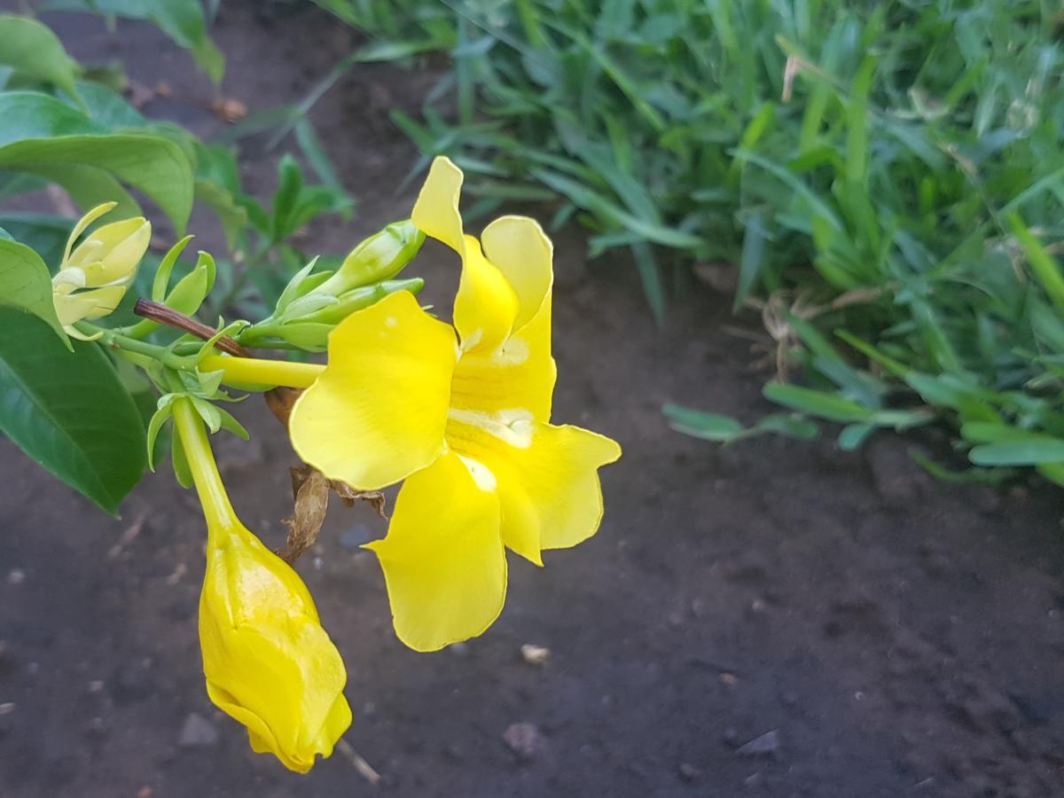 Nyumba Ya Afrika Panzió Watamu Kültér fotó
